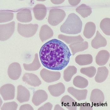 Erytroblast zasadochłonny