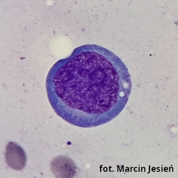Proerytroblast